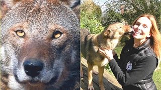 RED WOLVES  One of the world's rarest wolves