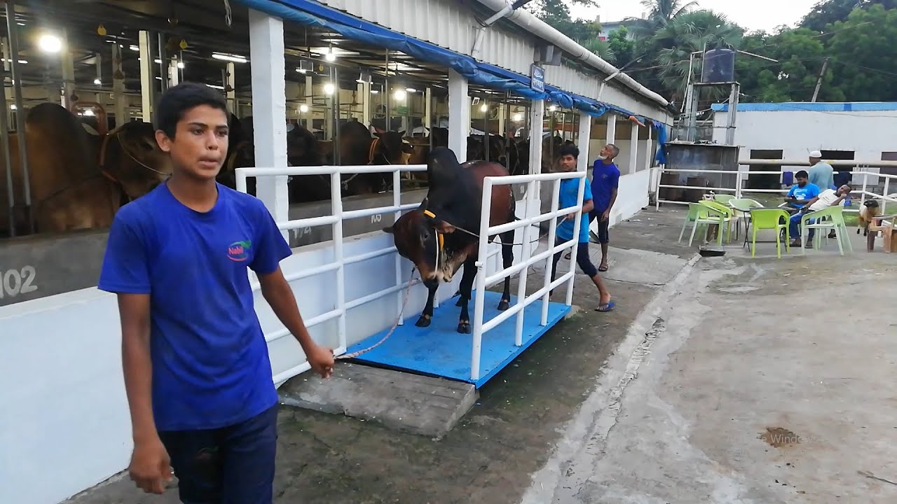 Cow's Live Weight Of Nabil Agro Beautiful Cow's Live Wieght 2021