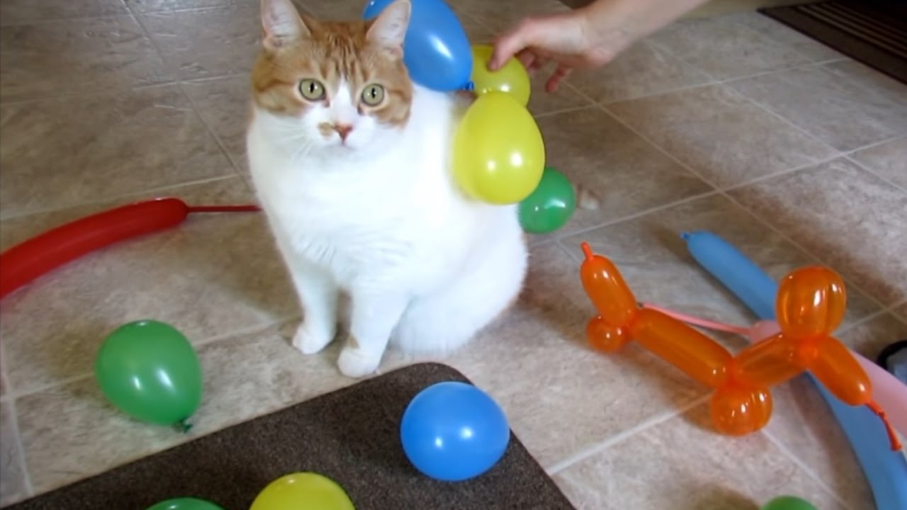 風船が付いては落ちるのんびり屋の猫 走り出したら皆落ちる 年1月23日 エキサイトニュース 風船が付いては落ちるのんびり屋の猫 走り出したら皆落ちる 年1月23日 エキサイトニュース