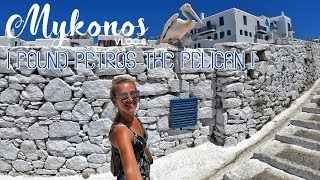 Meeting Petros the Pelican in Mykonos – Vlog 6