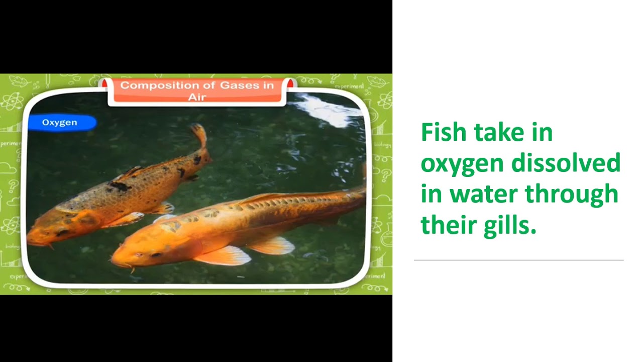 COMPOSITION OF AIR AND ITS IMPORTANCE FOR PLANTS AND ANIMALS YouTube