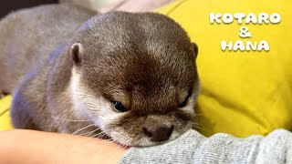 Otter Sulks After Losing a Fight