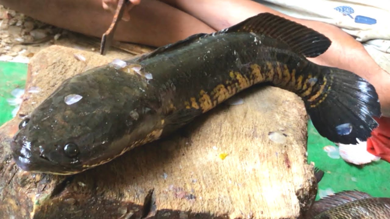 Amazing Snakehead Sola Fish Speedy Cutting Skill !! Fish cutting Skills In The Fish Cutter