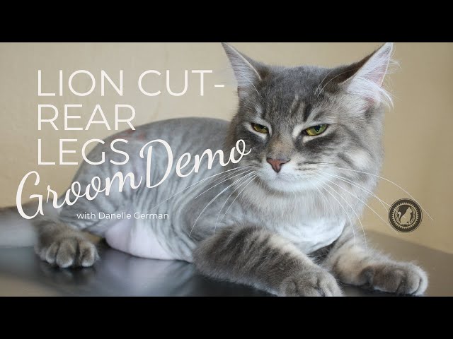 How to Groom Long Hair Cat: Essential Tips for a Healthy Coat