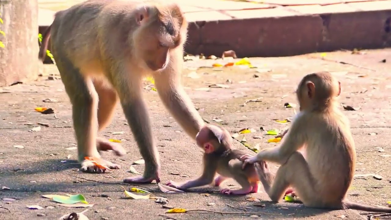 Mama monkey Sarika gently teaches her little one how to walk, step by step