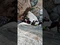 Rakkoo Biyya Arabaa Kana Laalaa 