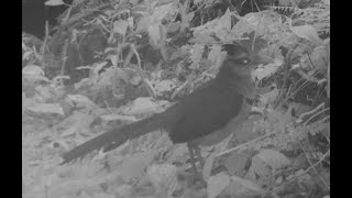 Rufous-vented Ground-cuckoo - Tico Times