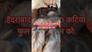 #bollywood #song #love #murraha #cow #murrah #farming #padi #animals #bull #katiya #kissan #hfcow