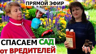 Спасаем САД от вредителей. Прямой эфир с Ириной Кормилициной #2