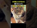 お化粧しただけなのに…猫「だれニャ?」