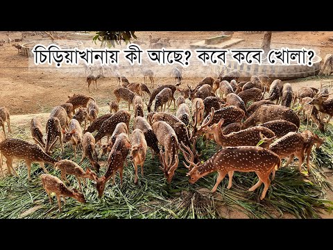 ভিডিও: ফিনল্যান্ডে যাবেন: হেলসিঙ্কি চিড়িয়াখানা