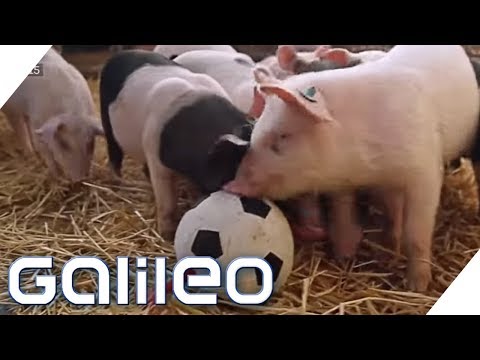 Video: Können Hängebauchschweine Bananen essen?