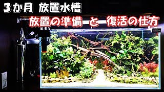 3か月放置水槽 放置の準備と復活の仕方 - YouTube