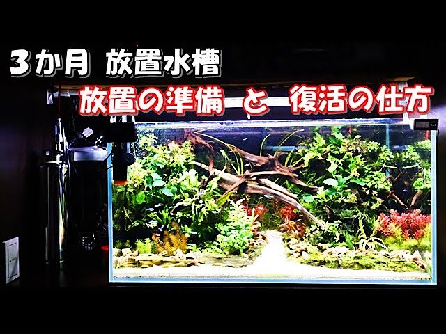 水槽のクジラ　CD 貴重　レア　廃盤　開け放つ窓 水槽のクジラ - 開け放つ窓 - YouTube