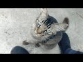 How to play with a cat so that it becomes tame | Cara main dengan kucing supaya lekas jinak