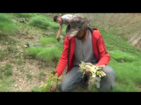 Video: Mantar Eman (28 Ta Rasm): Nima Uchun Qobiq Yig'iladi? Qobiqni Olib Tashlagach, Daraxt O'ladimi? U Rossiyada Qayerda O'sadi Va U Qanday Ishlatiladi?