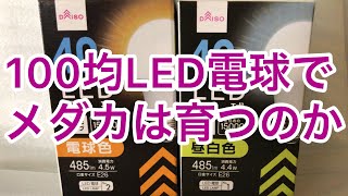 100均led電球でメダカは育つのか メダカ 飼育 100均 Youtube