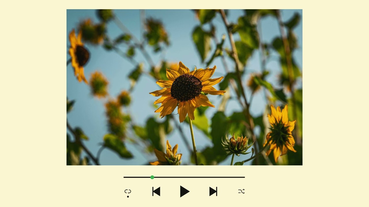 Sunlit Focus 🌻 Lofi Beats for Studying, Productivity & Deep Work | Daytime Study Music