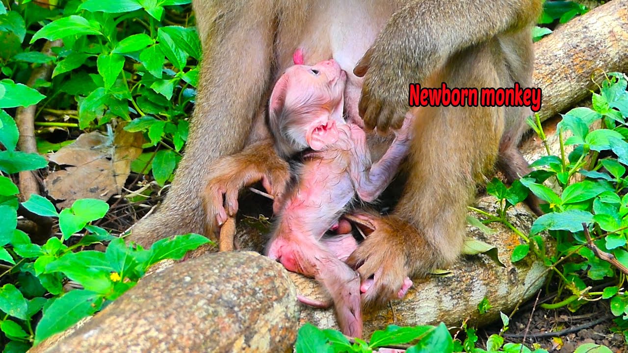 Since was born, New baby monkey still not get enough milk from old monkey mom
