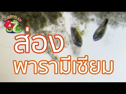 วีดีโอ: พารามีเซียมมีกี่สายพันธุ์?