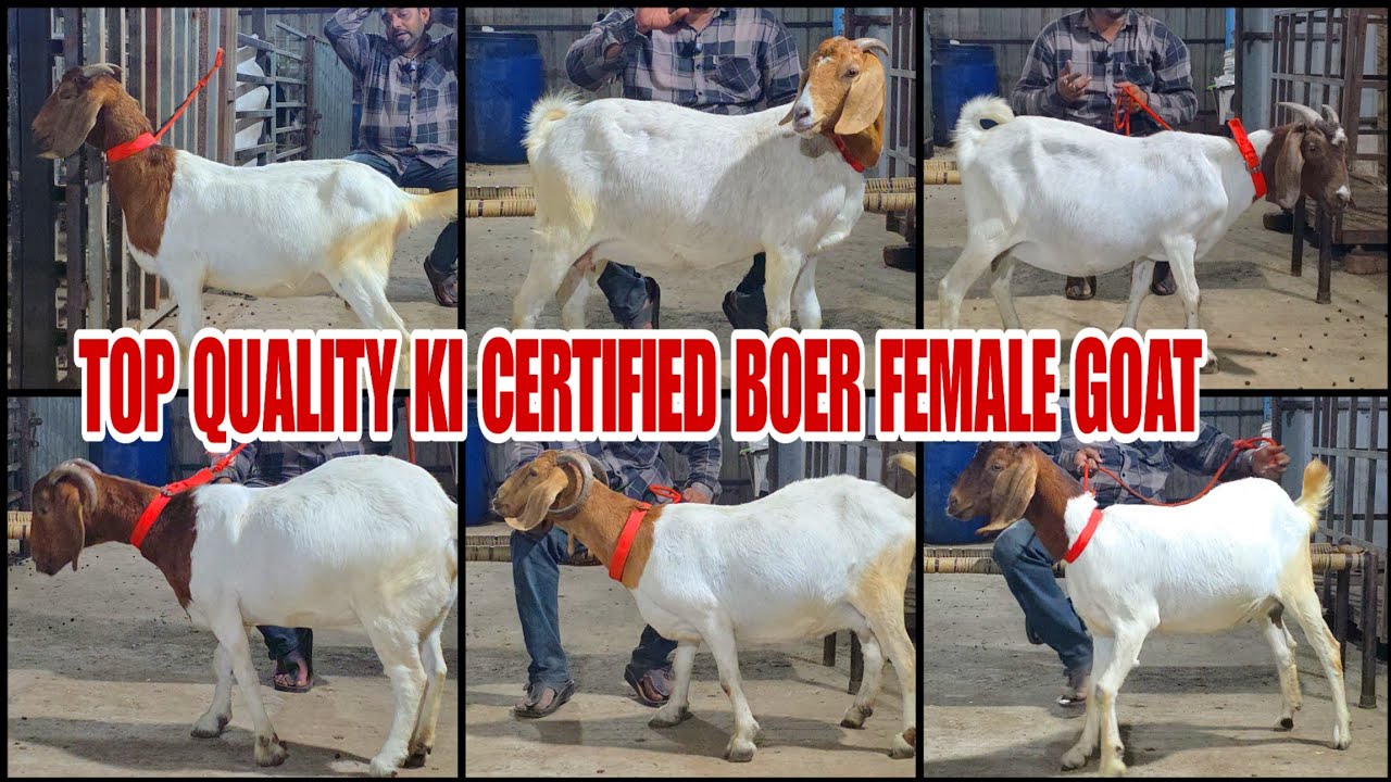 Top Quality Certified Boer Female Goat Resonable Rate Me Aaye Hai Agwan Goat Farm Pe
