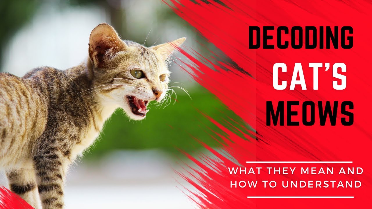 Why Do Cats Meow? How to Decode This Common Cat Sound