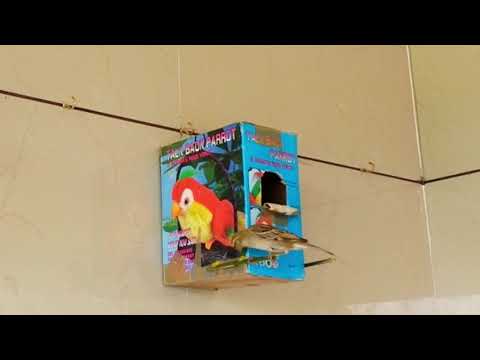 How to make Nest for sparrow bird with a box