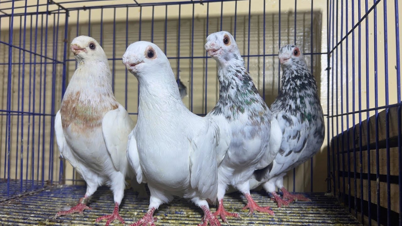 غيه حمام كامله للبيع كل انواع الحمام 🕊️🔥❤️