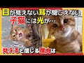【神戸保護猫】目が見えない耳が聞こえない子猫。百福は光を見ることができるのか？