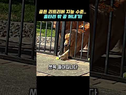 골든 리트리버 지능 수준… 울타리 밖 공 꺼내기! thumbnail