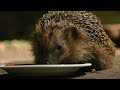 Der Igel ist vom aussterben bedroht. Er braucht unsere Hilfe.