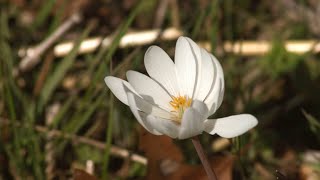 4 Fun Facts About Spring Ephemerals