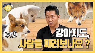 [Eng sub] 강아지도 사람을 째려보나요?｜강형욱의 소소한 Q&A