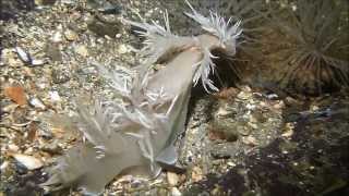 Giant Nudibranch Attack