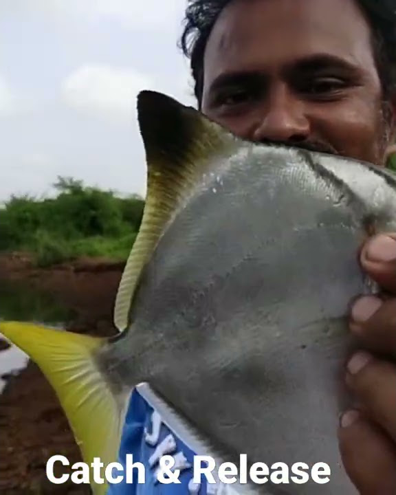 Mono angel fish catch &release.