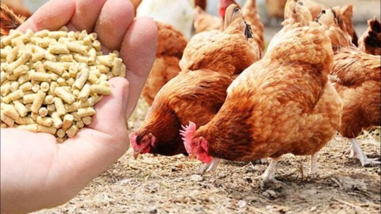 сельское хозяйство животноводство. комбикорм для коров. кормовые добавки для сельскохозяйственных животных. домашние сельскохозяйственные животные. журнал корм сельхоз животным.