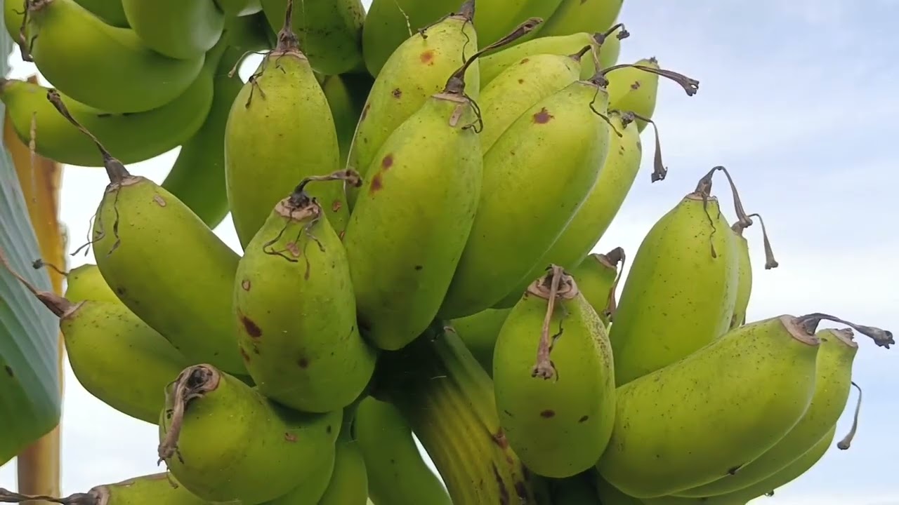 বিদেশি দুধ সবরি কলা চাষ করে লাভবান হওয়া যায়  কারণ দেশি সবরি কলার থেকে দুধ সবরি কলার সাইজ বড় হয়  