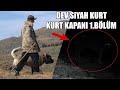 DEV SİYAH KURT SANKİ BİR HAYALET GİBİ GÖZÜKTÜ ! ( KURT KAPANI 1.BÖLÜM ) KANGAL, ANADOLU ÇOBAN KÖPEĞİ