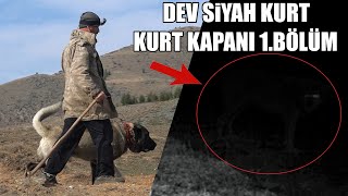 DEV SİYAH KURT SANKİ BİR HAYALET GİBİ GÖZÜKTÜ ! ( KURT KAPANI 1.BÖLÜM ) KANGAL, ANADOLU ÇOBAN KÖPEĞİ