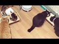 밥 잘 먹는 고양이들 (with. asmr)