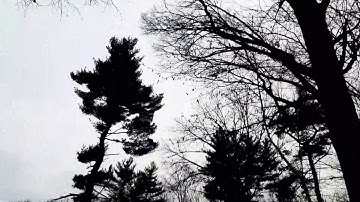 Mavic Mini; I crashed my mavic mini into the tree