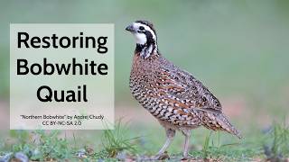 Restoring Bobwhite Quail - From Site to Landscape & Measuring Success Through Sound