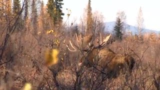 Troy Sessions - Giant moose with Canoes and Decoys. by 60 Inch Club 33,861 views 4 years ago 6 minutes, 56 seconds