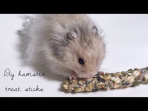 hamster chew sticks
