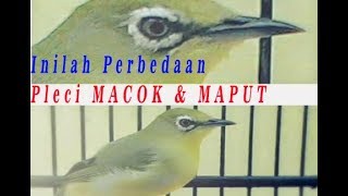 TIPS MEMBEDAKAN PLECI DAKUN MAPUT DAN DAKUN MACOK...