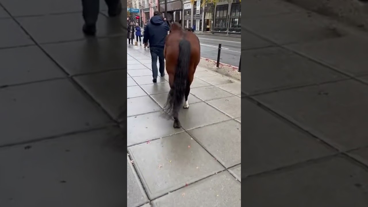 Viral Footage of a Surreal Five-Legged Horse Walking on a Busy City Sidewalk