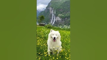 Thumbnail of The most epic ear wiggle spot ever 😍
