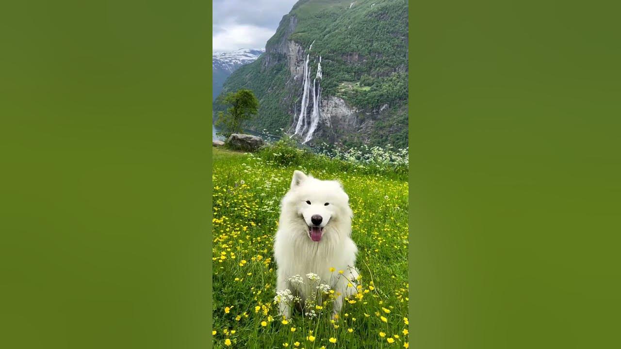 The most epic ear wiggle spot ever 😍