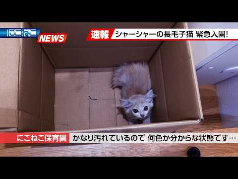 にこねこ【保護猫の保育園】 - YouTube