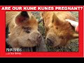 Pregnant KuneKunes? + Parenting &quot;Destructive&quot; Boys